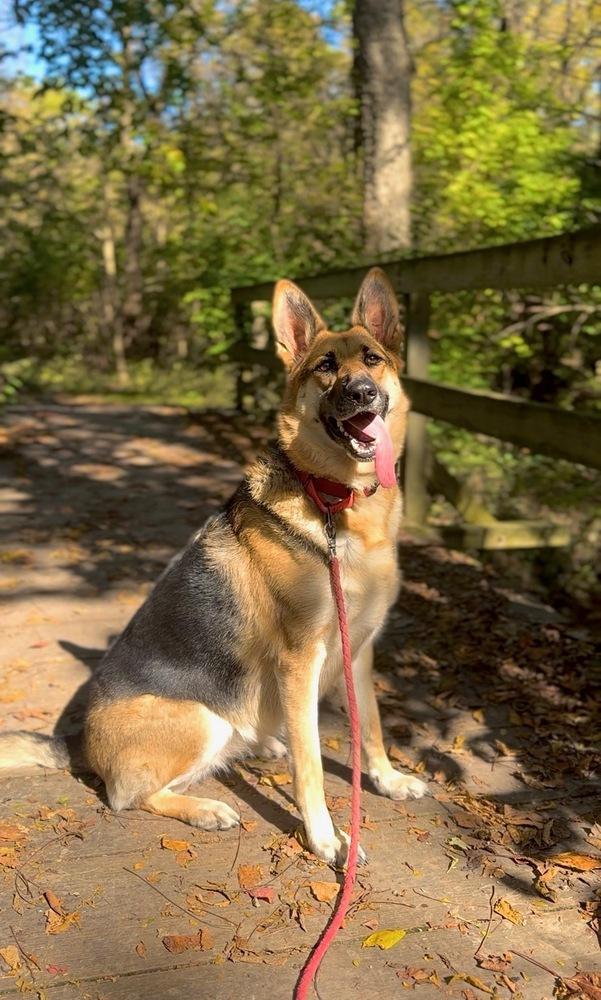 Enlarge Adi, a Adoptable German Shepherd Dog in Xenia, OH image 2/6