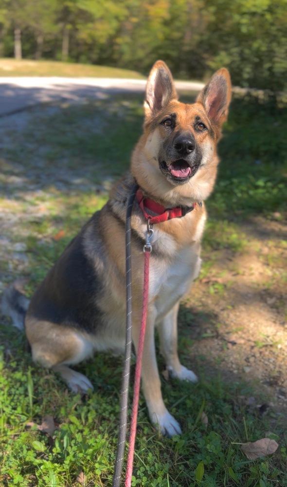 Enlarge Adi, a Adoptable German Shepherd Dog in Xenia, OH image 3/6
