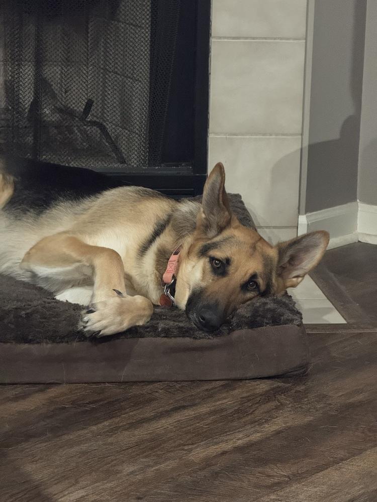 Enlarge Adi, a Adoptable German Shepherd Dog in Xenia, OH image 4/6
