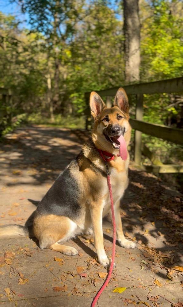 Enlarge Adi, a Adoptable German Shepherd Dog in Xenia, OH image 5/6
