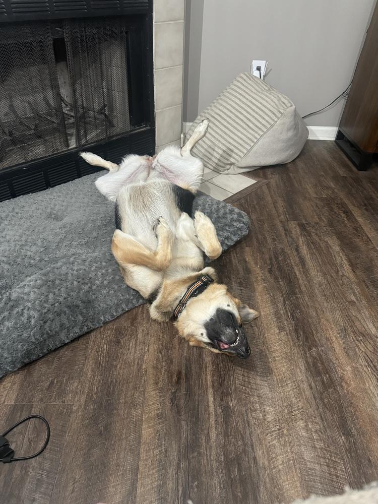 Enlarge Adi, a Adoptable German Shepherd Dog in Xenia, OH image 6/6