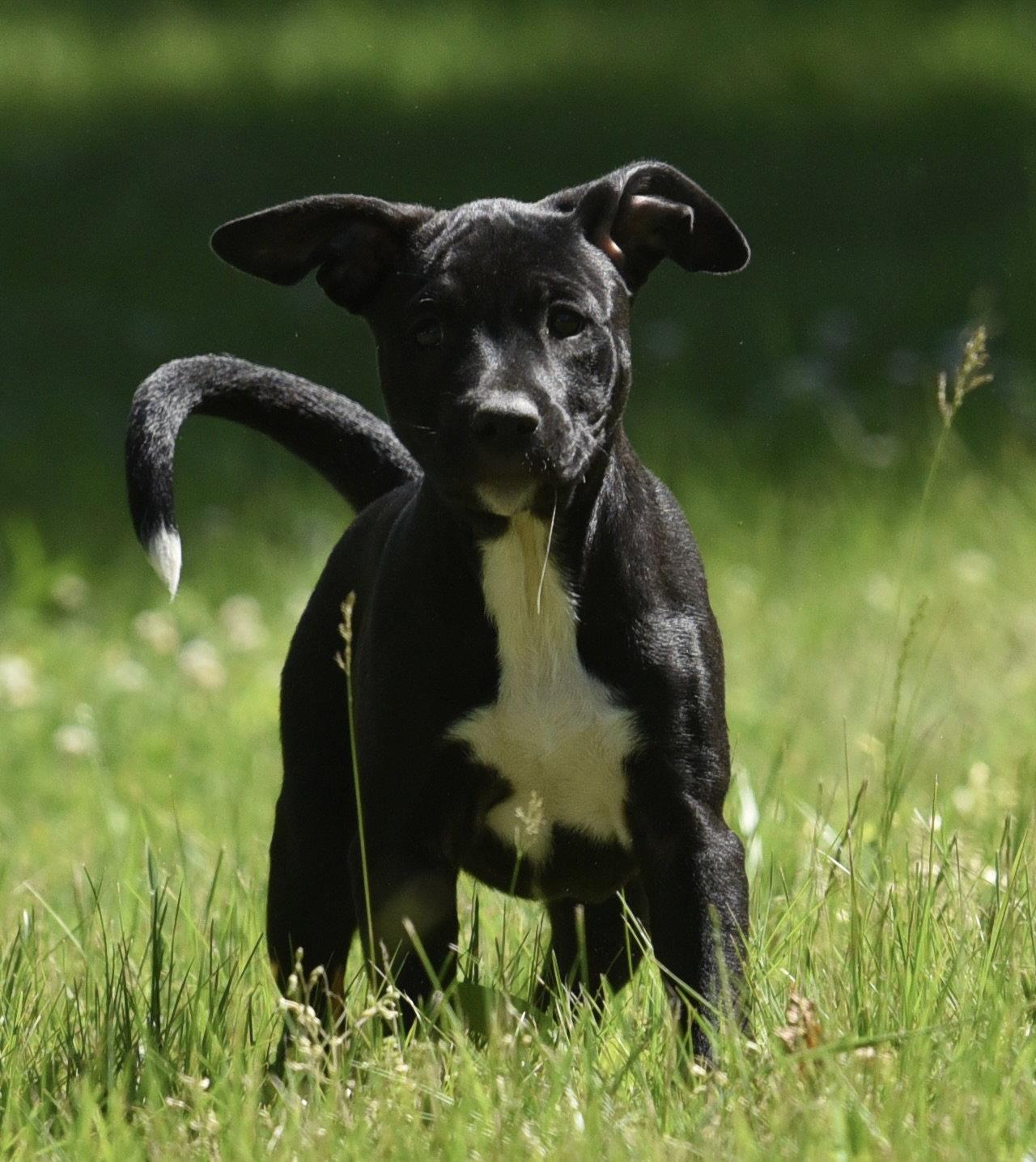 Enlarge River, a Adoptable mixed breed in Mechanicsburg, PA image 1/3
