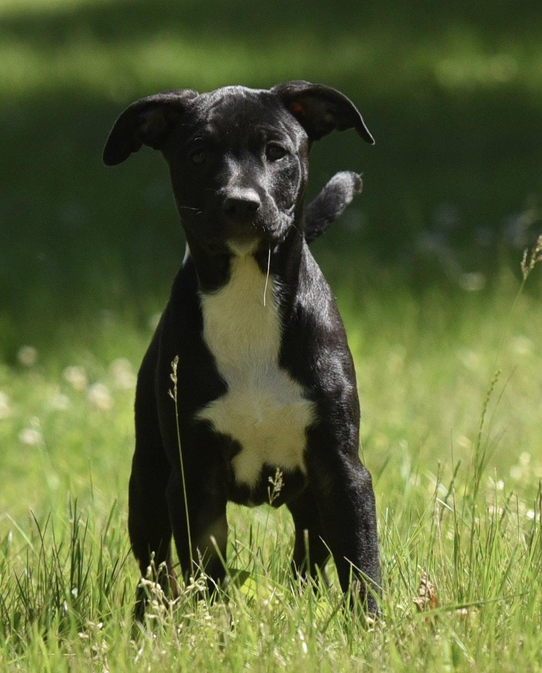 Enlarge River, a Adoptable mixed breed in Mechanicsburg, PA image 2/3