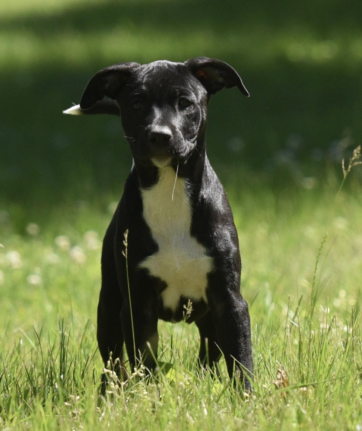 Enlarge River, a Adoptable mixed breed in Mechanicsburg, PA image 3/3