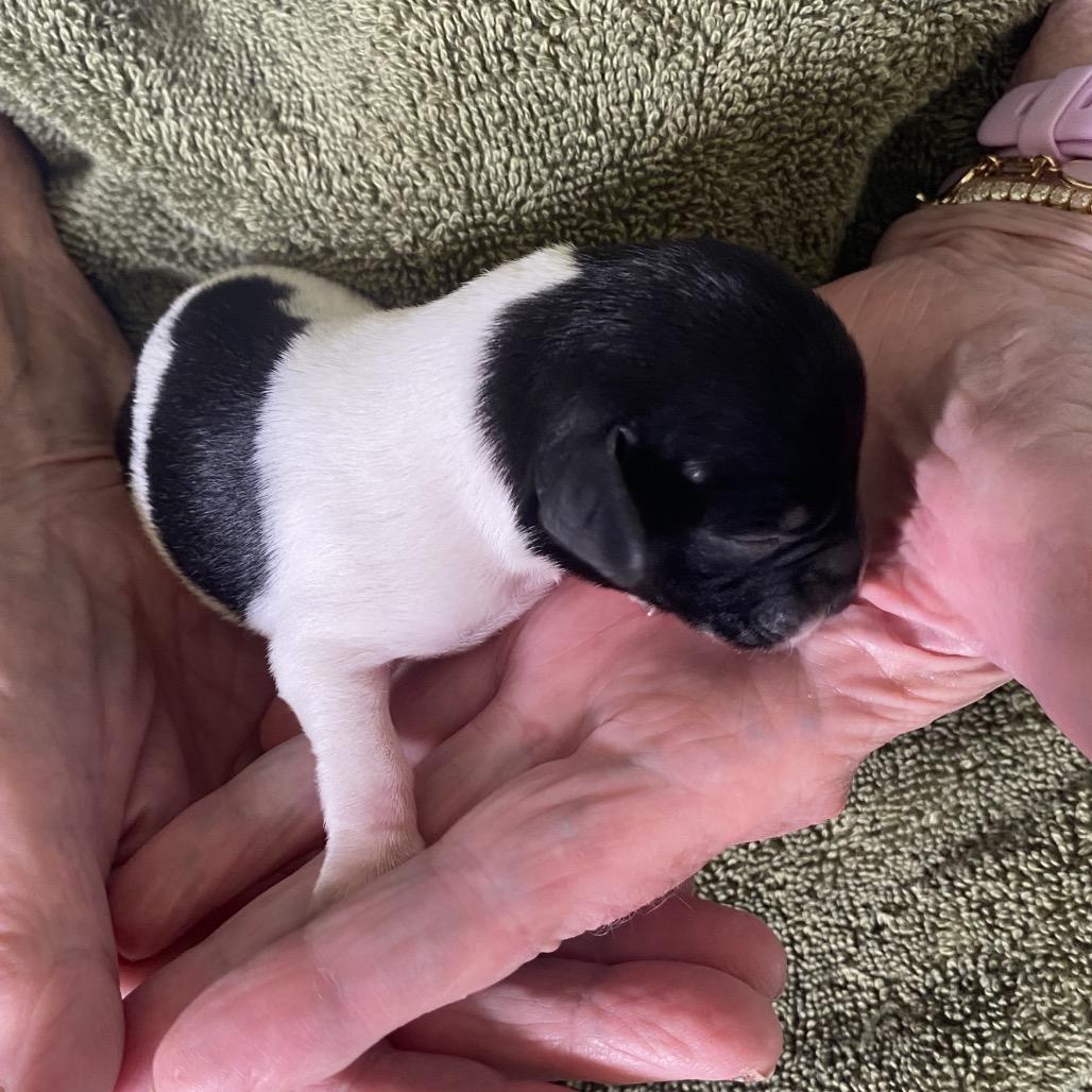 Angus C-34394, Adoptable, Puppy Male Chihuahua.