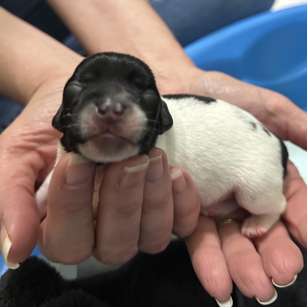 Enlarge Angus C-34394, a Adoptable Chihuahua in Oklahoma City, OK image 3/6
