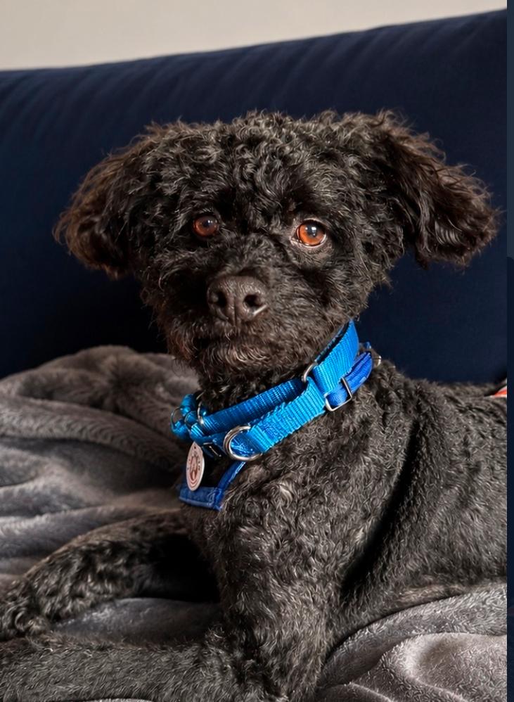 Enlarge Sesame, a Adoptable mixed breed in Los Angeles, CA image 3/5