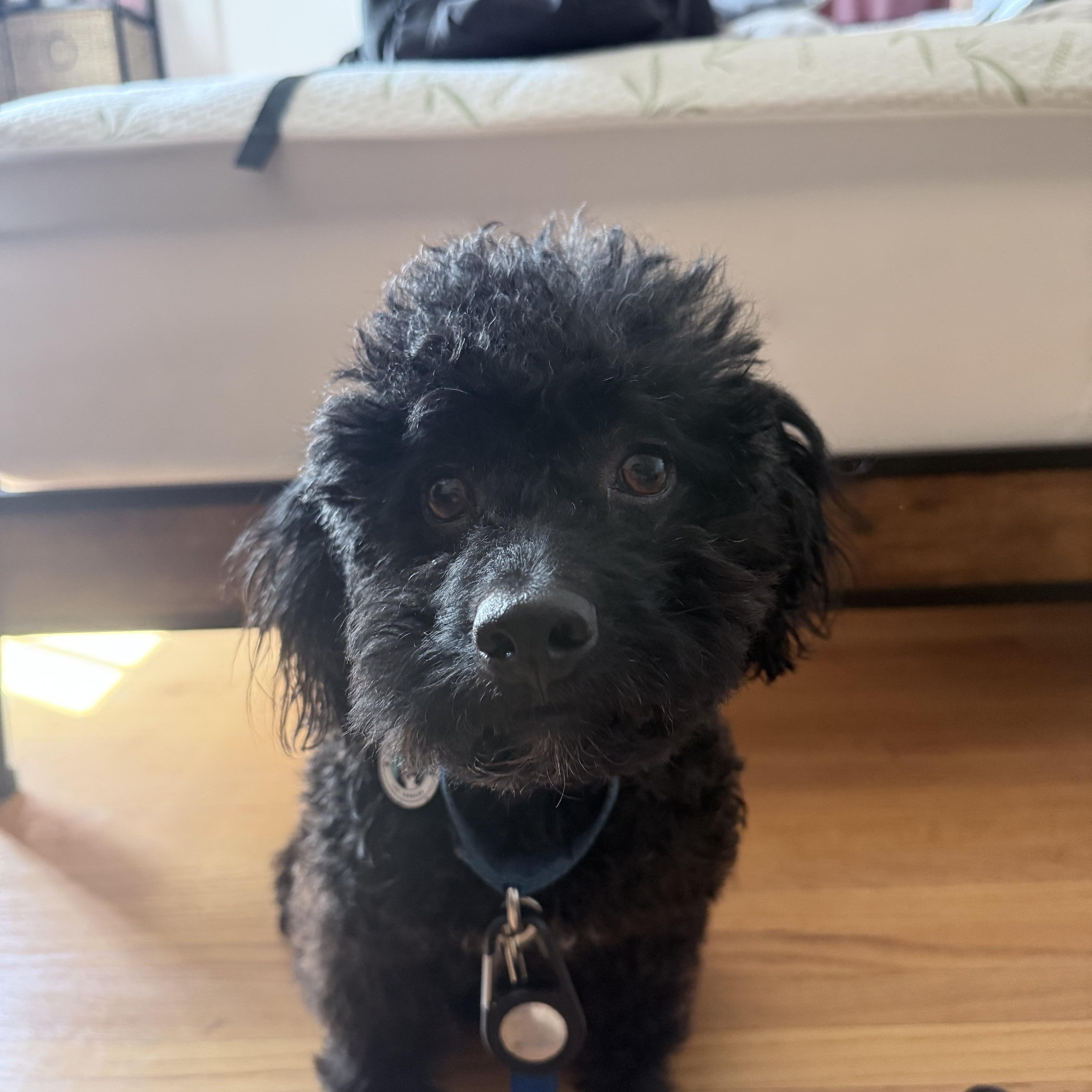 Enlarge Sesame, a Adoptable mixed breed in Los Angeles, CA image 1/5