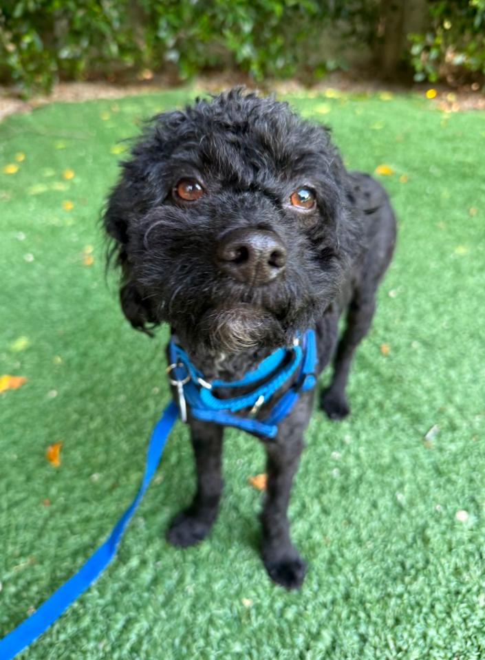 Enlarge Sesame, a Adoptable mixed breed in Los Angeles, CA image 4/5
