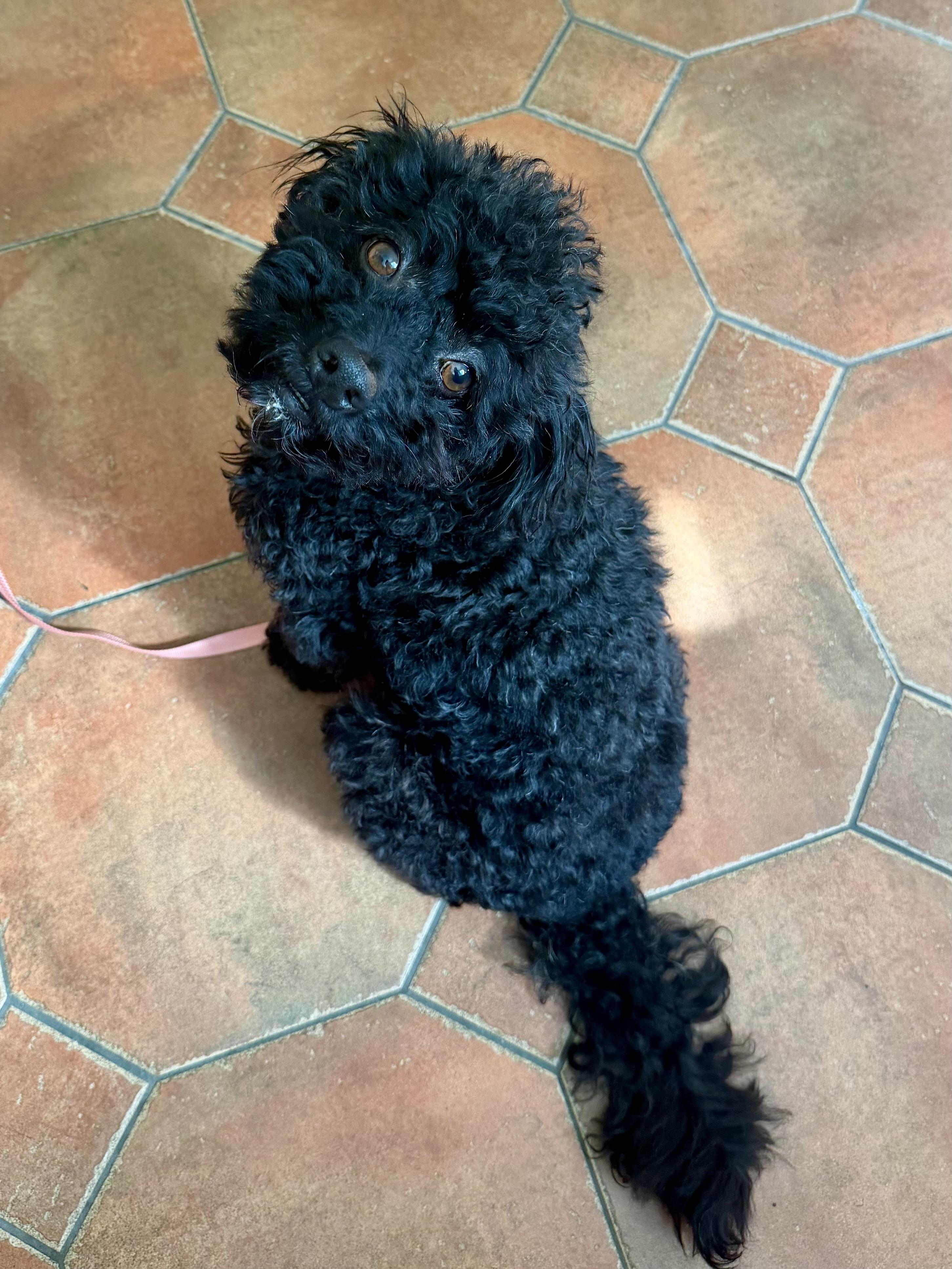 Enlarge Sesame, a Adoptable mixed breed in Los Angeles, CA image 2/5