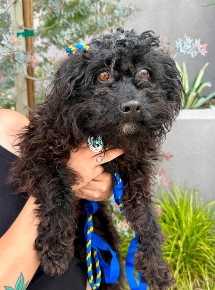 Enlarge Sesame, a Adoptable mixed breed in Los Angeles, CA image 5/5