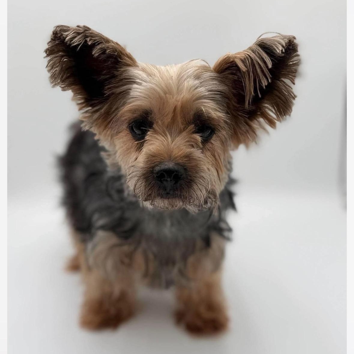 Enlarge Dolly Tuttles, a Adopted Yorkshire Terrier in Thompson's Station, TN image 1/1