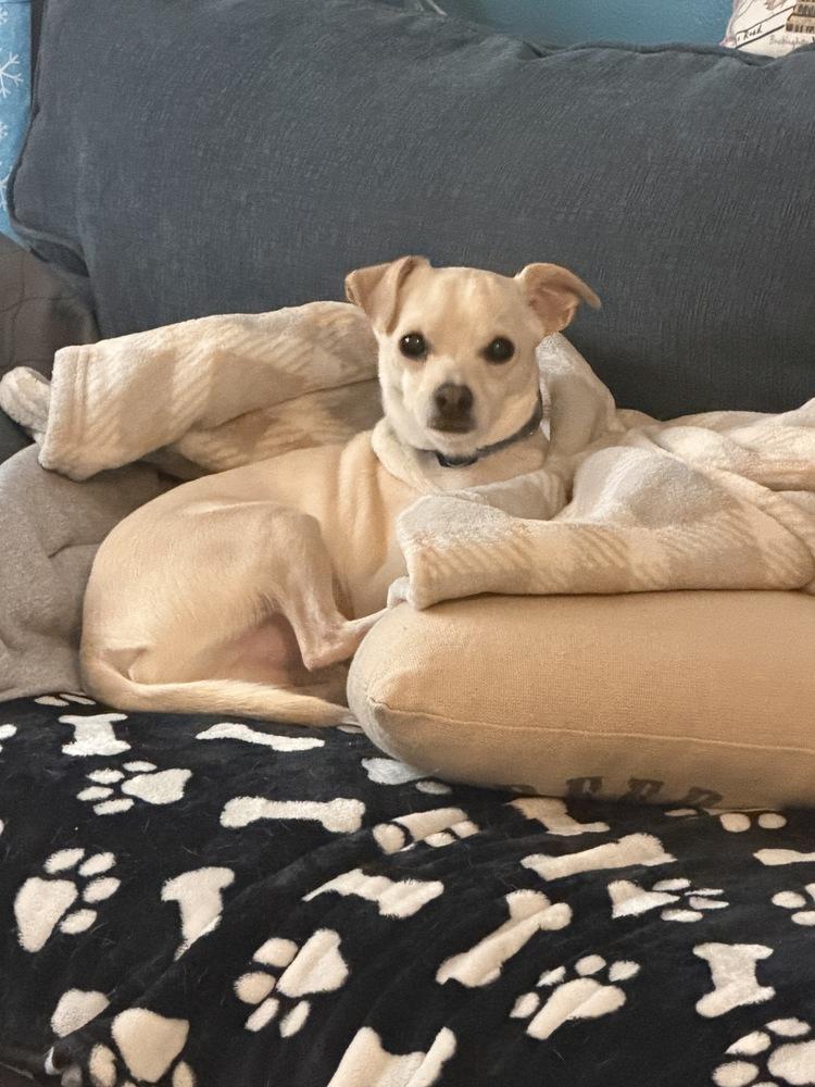 Maxx, Adoptable, Adult Male Chihuahua.