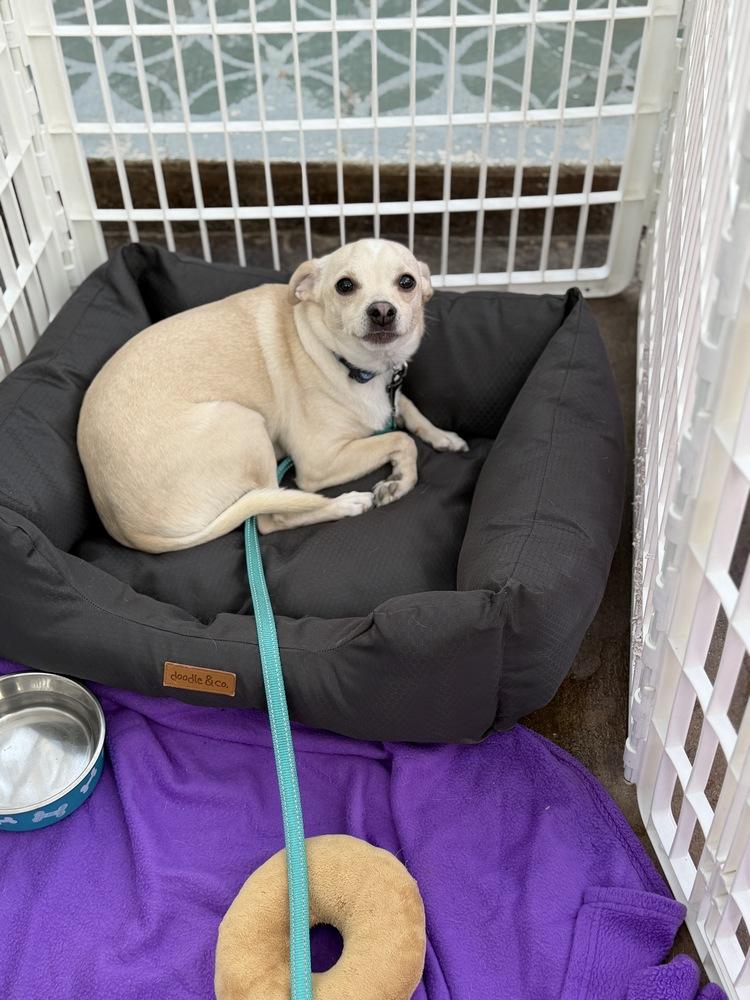 Maxx, a Adoptable mixed breed in Canyon Country, CA image 2/3