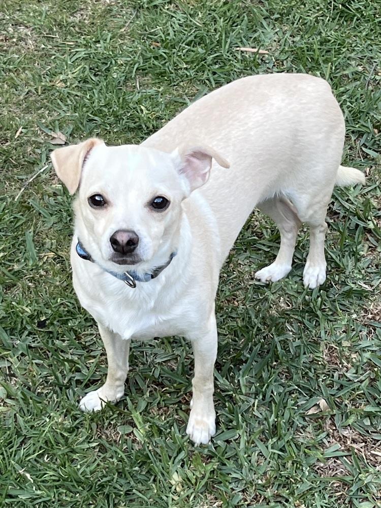 Enlarge Maxx, a Adoptable mixed breed in Canyon Country, CA image 2/4