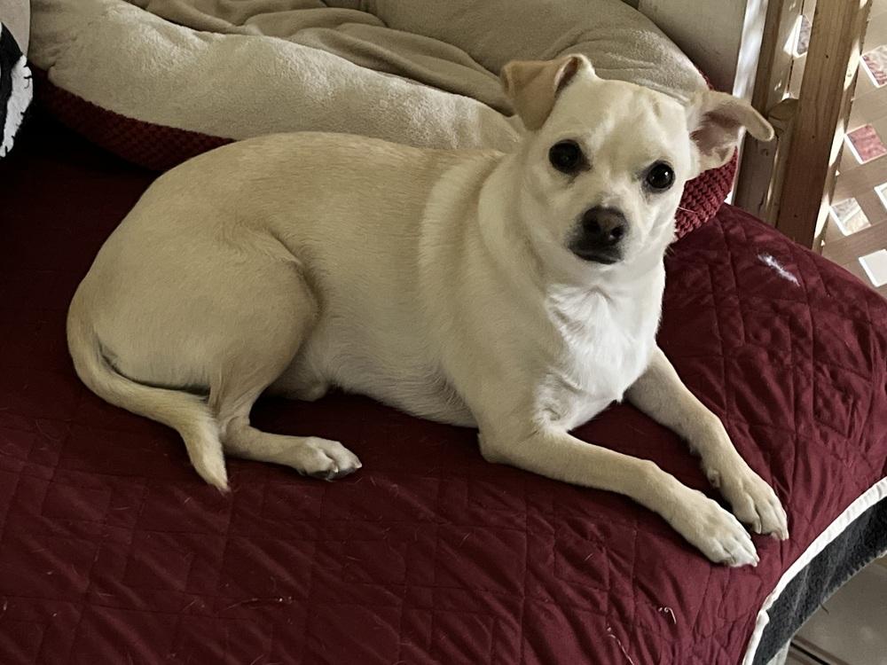 Enlarge Maxx, a Adoptable mixed breed in Canyon Country, CA image 3/4