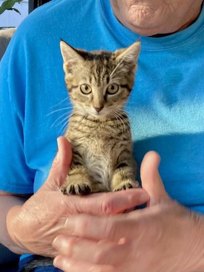 Enlarge Carlotta, a Adoptable Domestic Short Hair in Lawrenceville, GA image 1/1