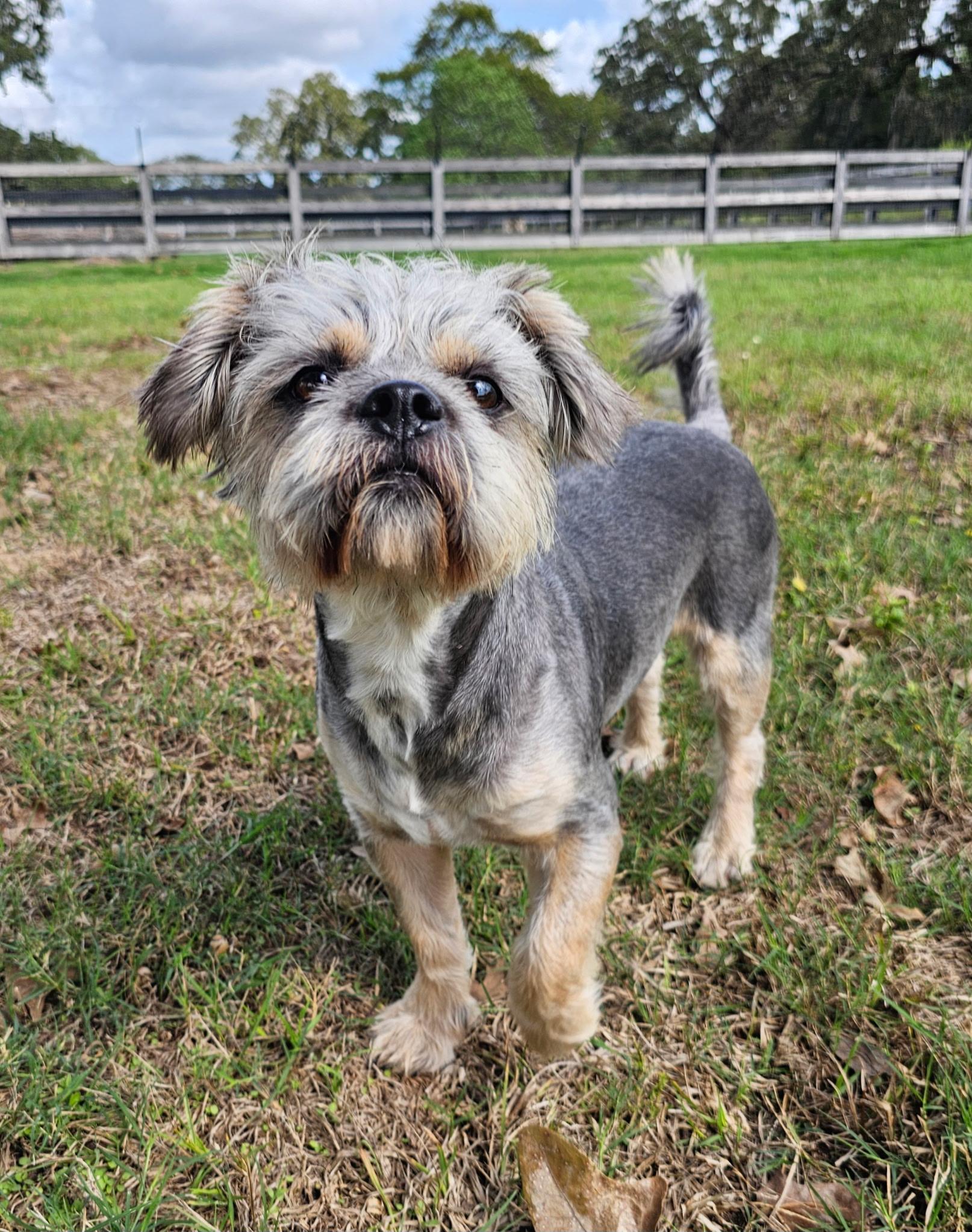 Enlarge BARLEY, a Adoptable mixed breed in Albany, NY image 5/6