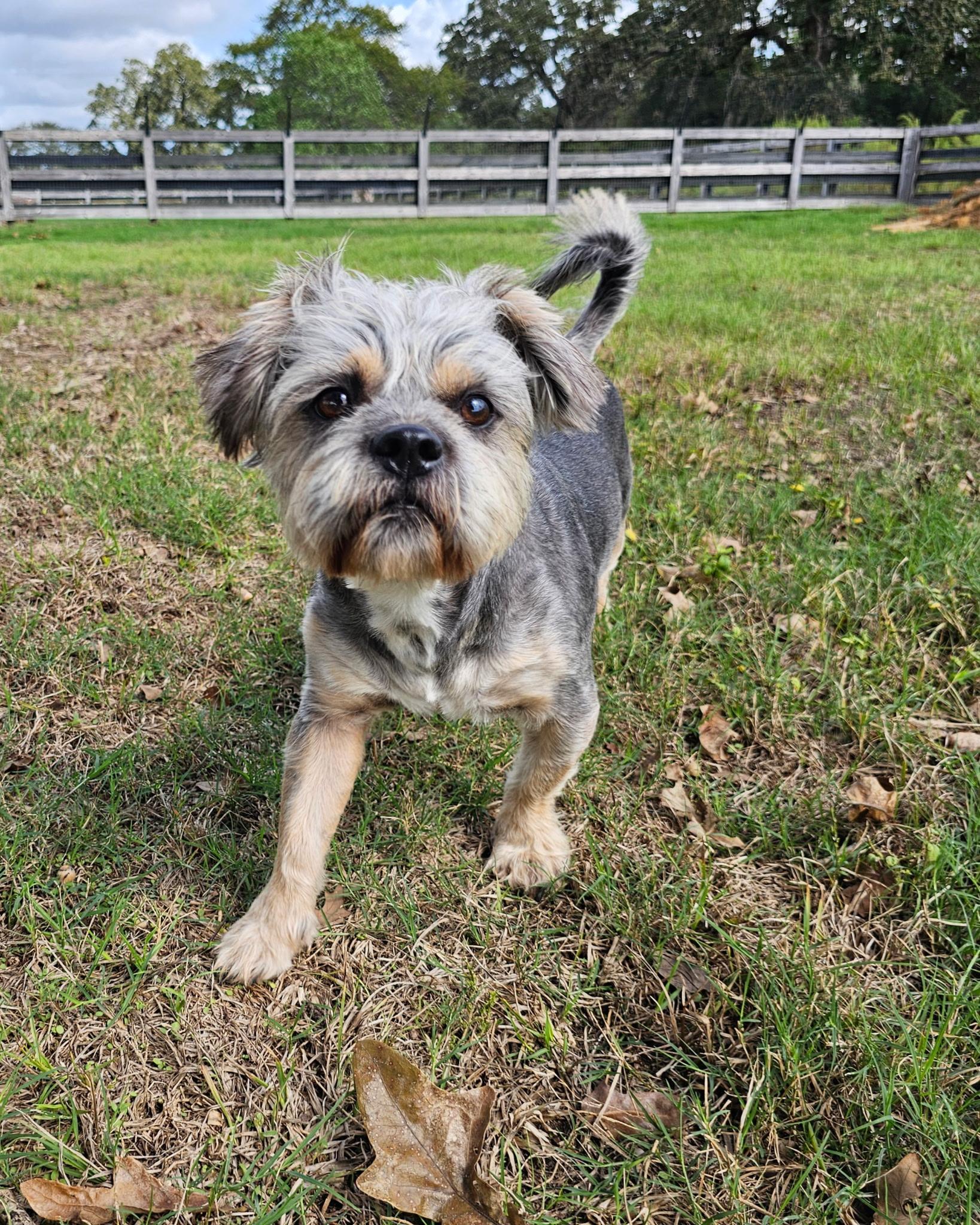 Enlarge BARLEY, a Adoptable mixed breed in Albany, NY image 6/6