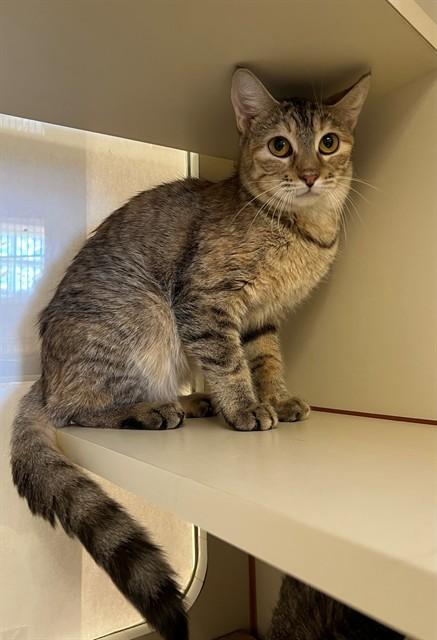 SKITTLES, Adoptable, Young Female Domestic Short Hair.