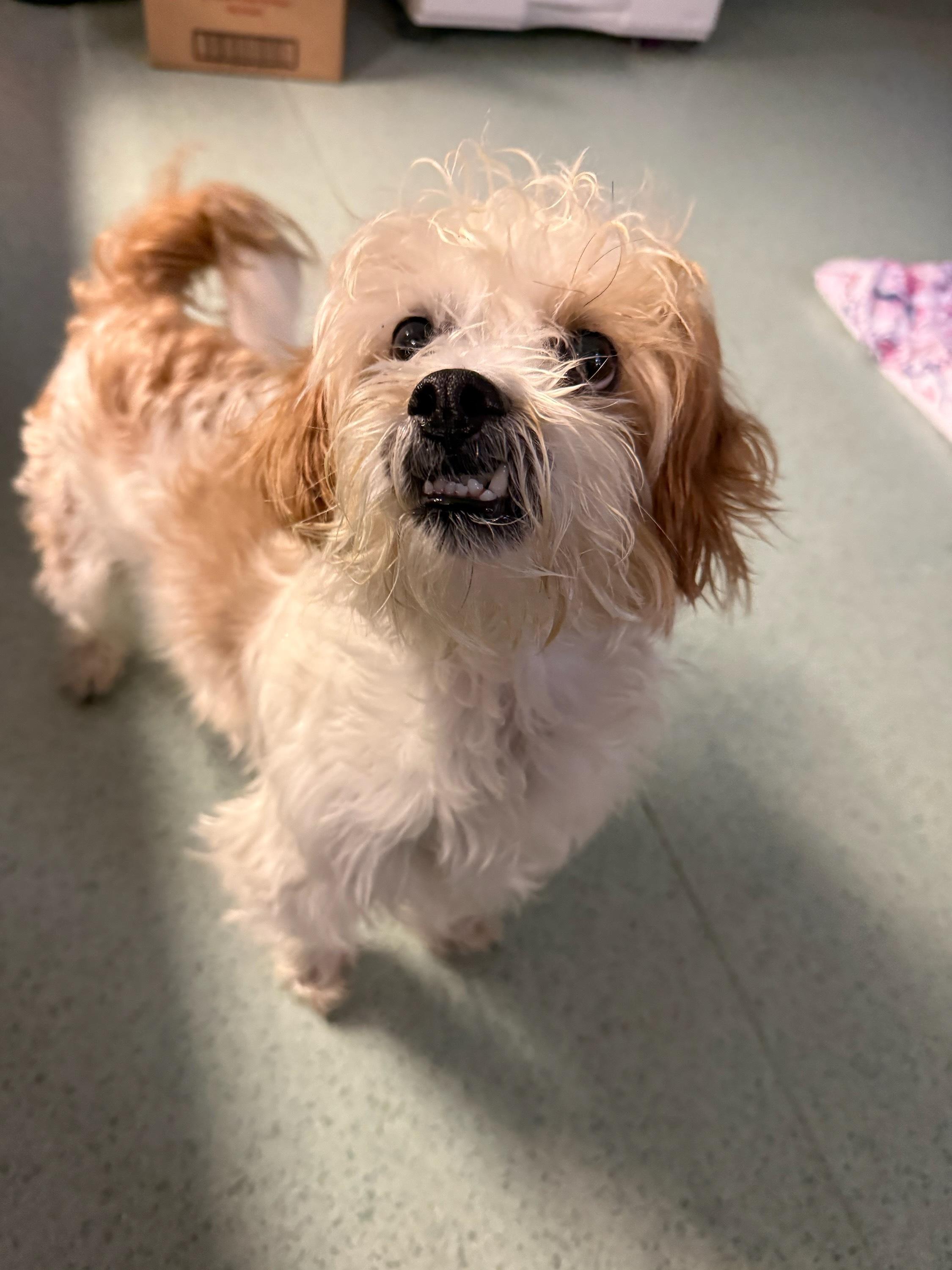 Rio, adopted, Adult Male Shih Tzu & Maltese.