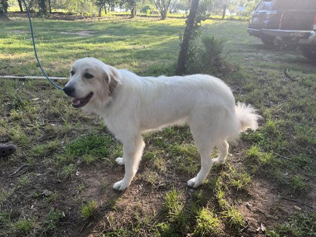 Scout (AP), Adopted, Adult Female Great Pyrenees.
