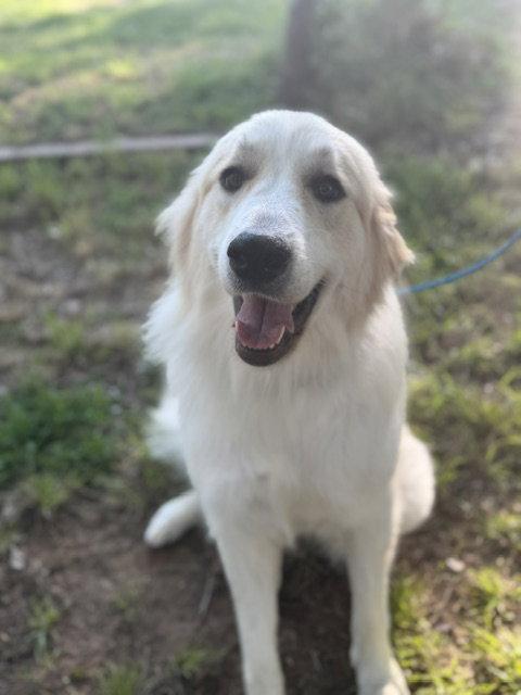 Scout (AP), a Adopted Great Pyrenees in Bend, OR image 2/2