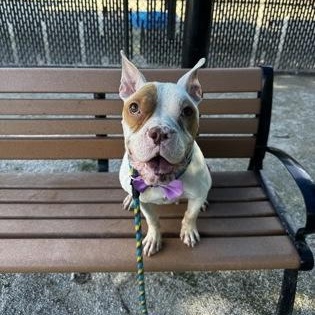 Chanel, an adopted mixed breed in Philadelphia, PA image 2/3