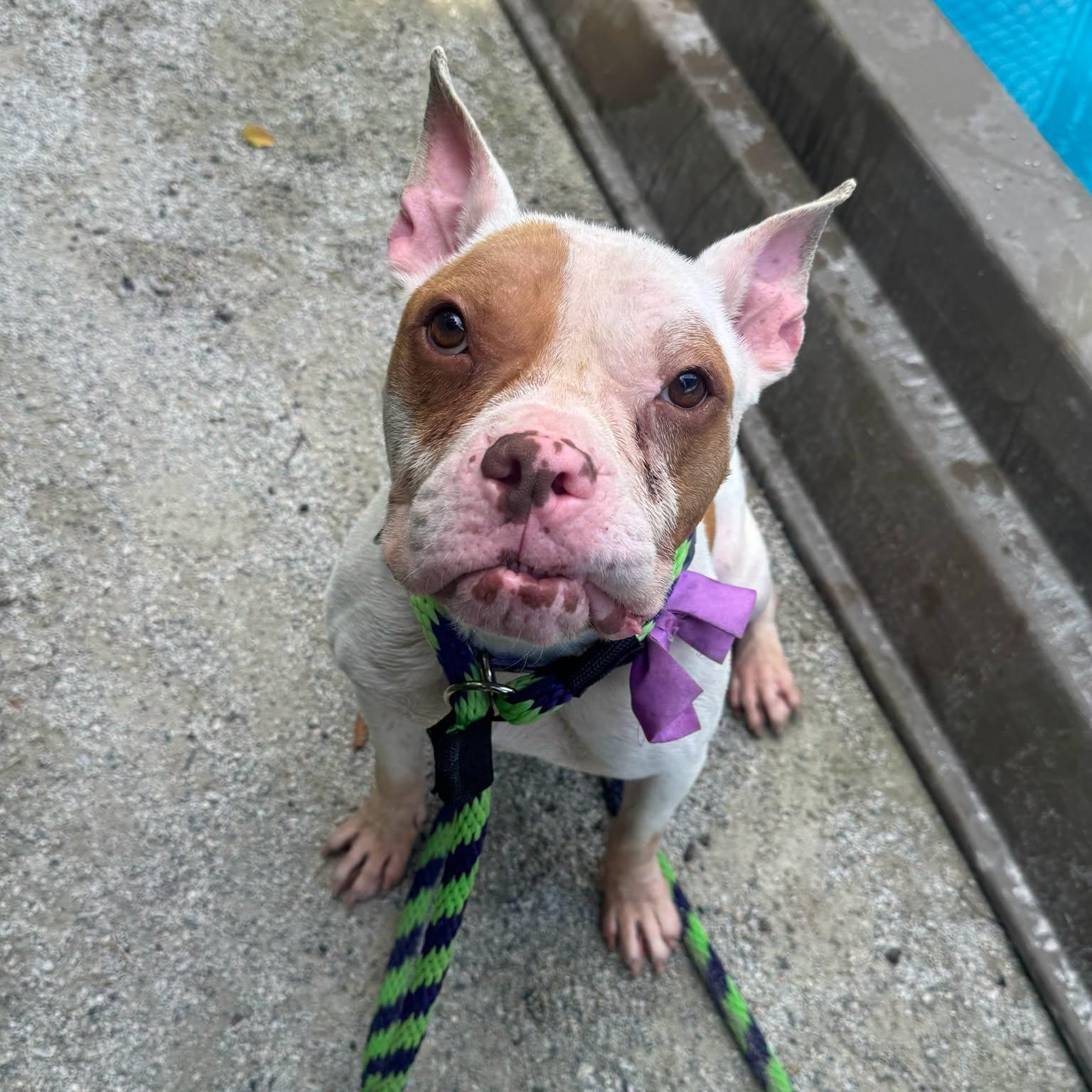 Chanel, an adopted mixed breed in Philadelphia, PA image 1/3