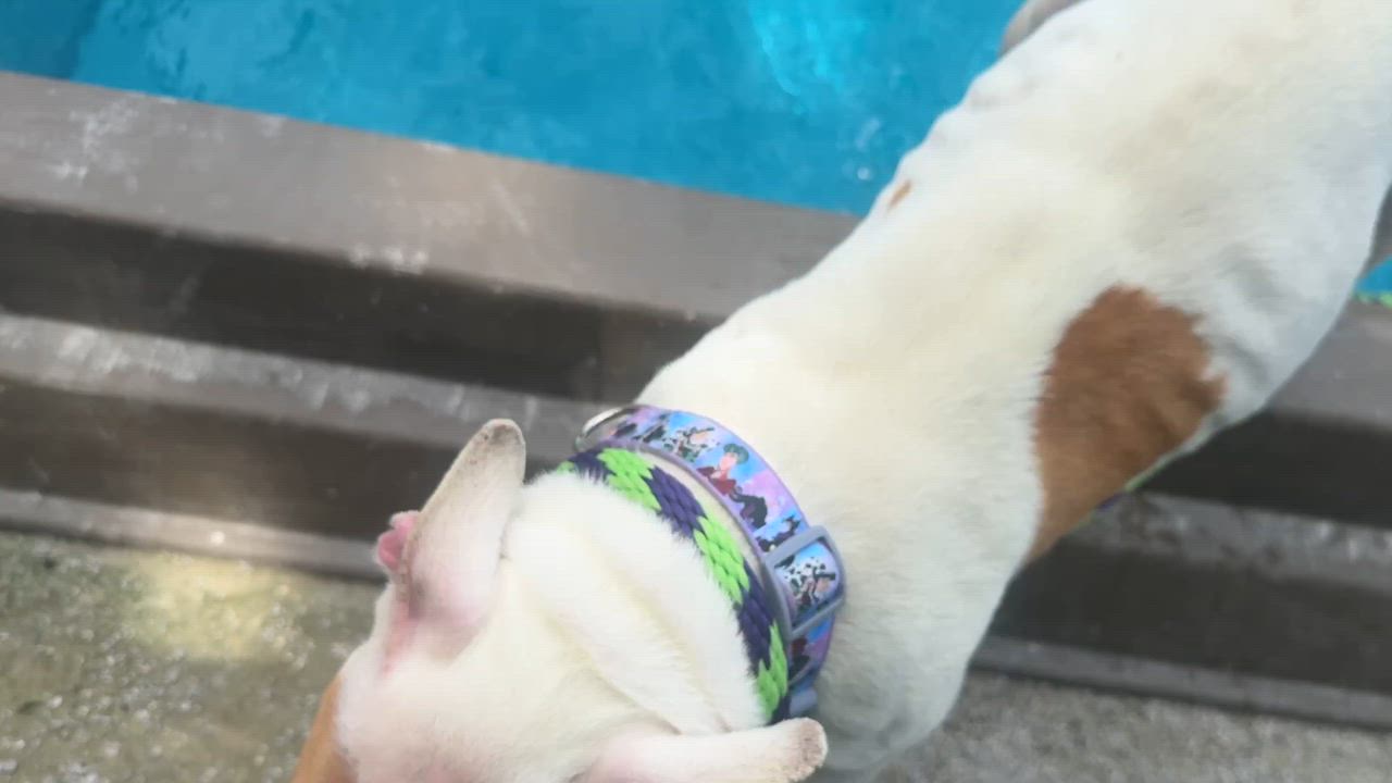Enlarge Chanel, an adopted mixed breed in Philadelphia, PA video 3/3