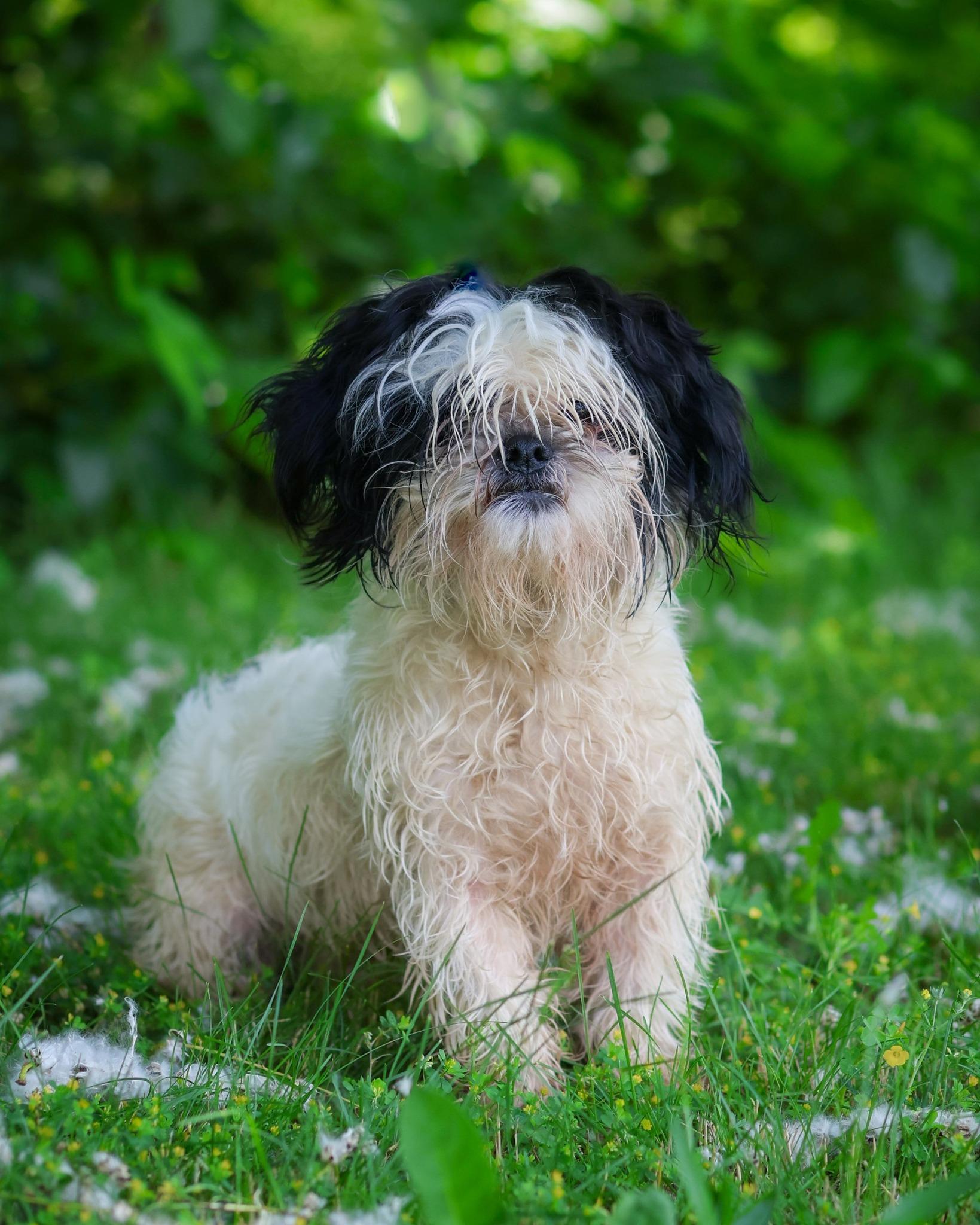 Mozart, adopted, Adult Male Shih Tzu.