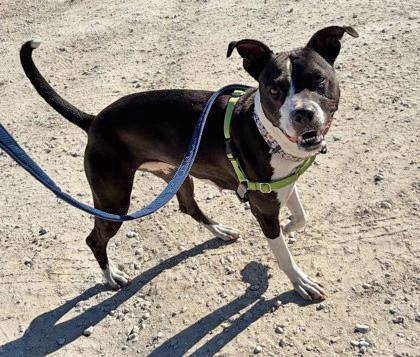 Enlarge ROXIE, a ADOPTABLE Mixed Breed in Fernandina Beach, FL image 2/4