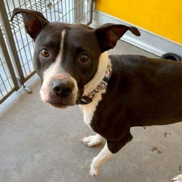 Enlarge ROXIE, a ADOPTABLE Mixed Breed in Fernandina Beach, FL image 3/4