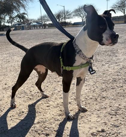 Enlarge ROXIE, a ADOPTABLE Mixed Breed in Fernandina Beach, FL image 4/4