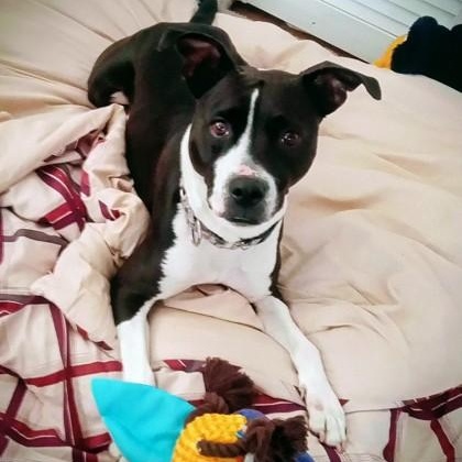 ROXIE, ADOPTABLE, Adult Female Mixed Breed.