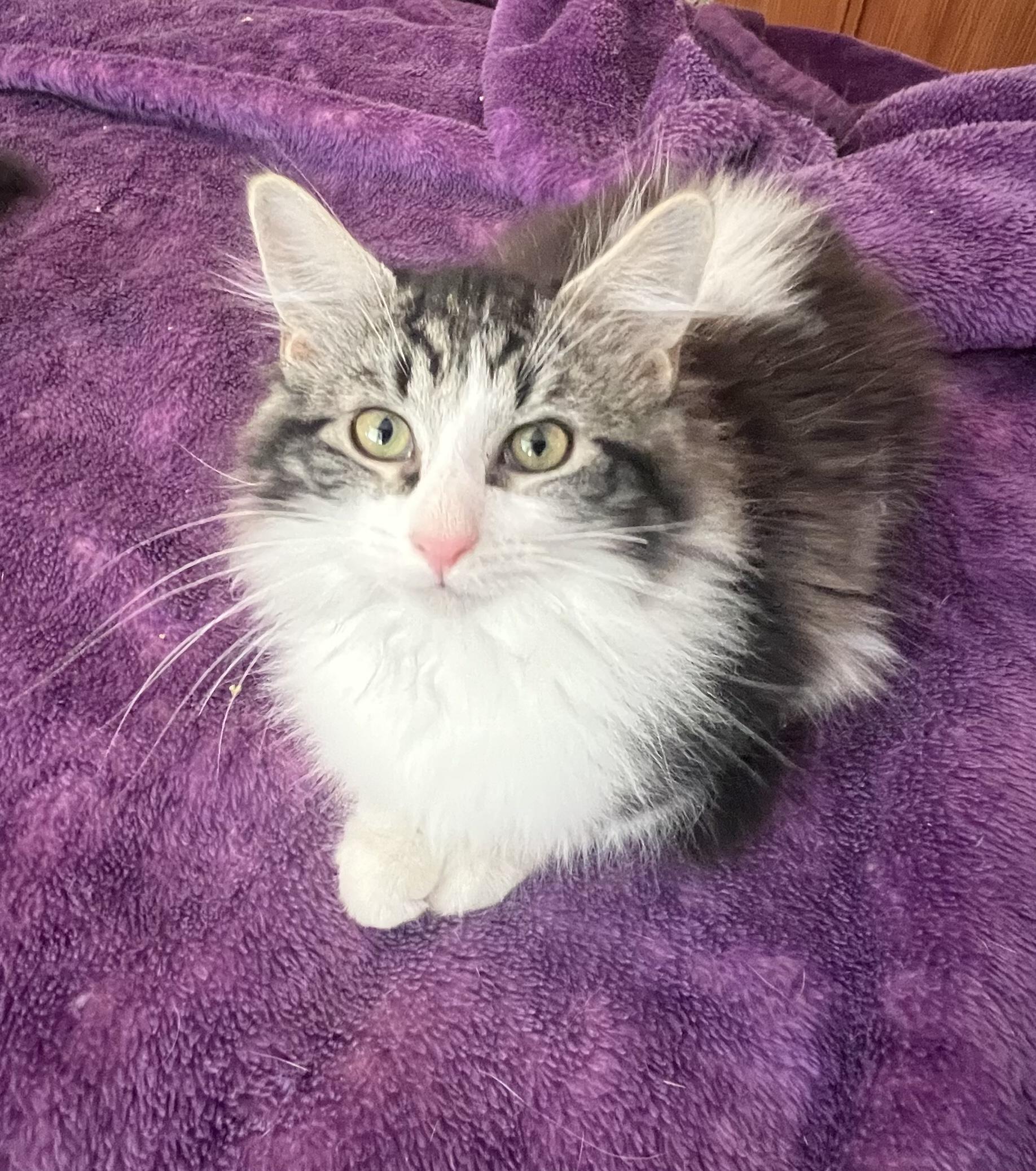 Enlarge Alphie and Glinda, a ADOPTABLE mixed breed in Schenectady, NY image 1/5