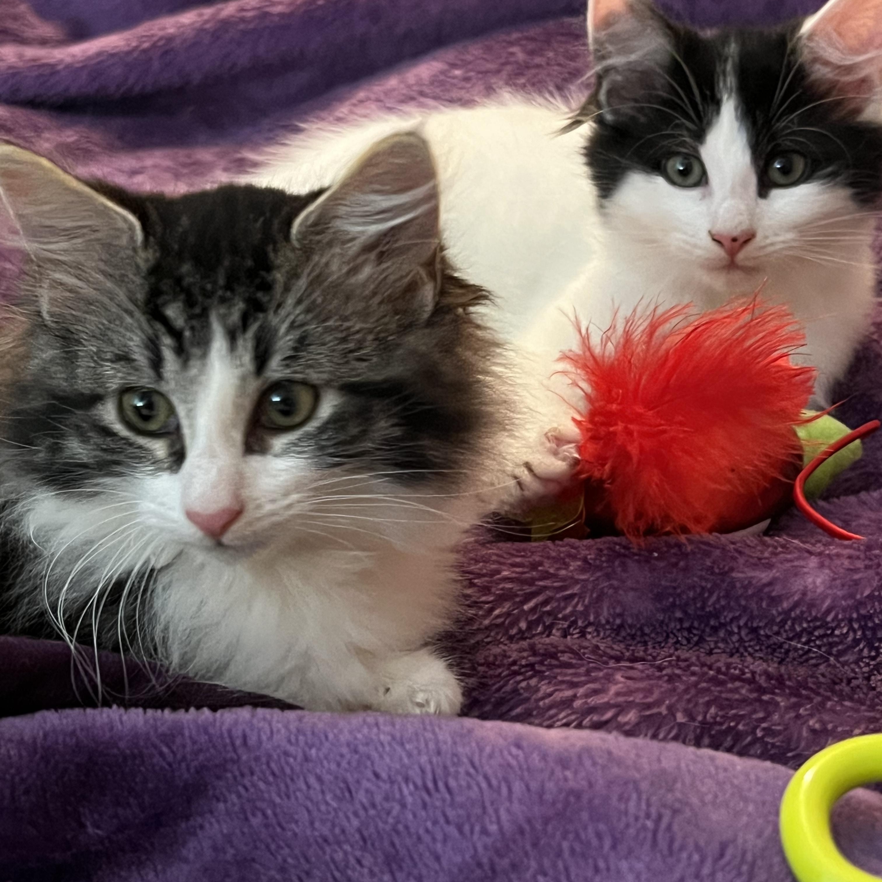 Enlarge Alphie and Glinda, a ADOPTABLE mixed breed in Schenectady, NY image 2/5