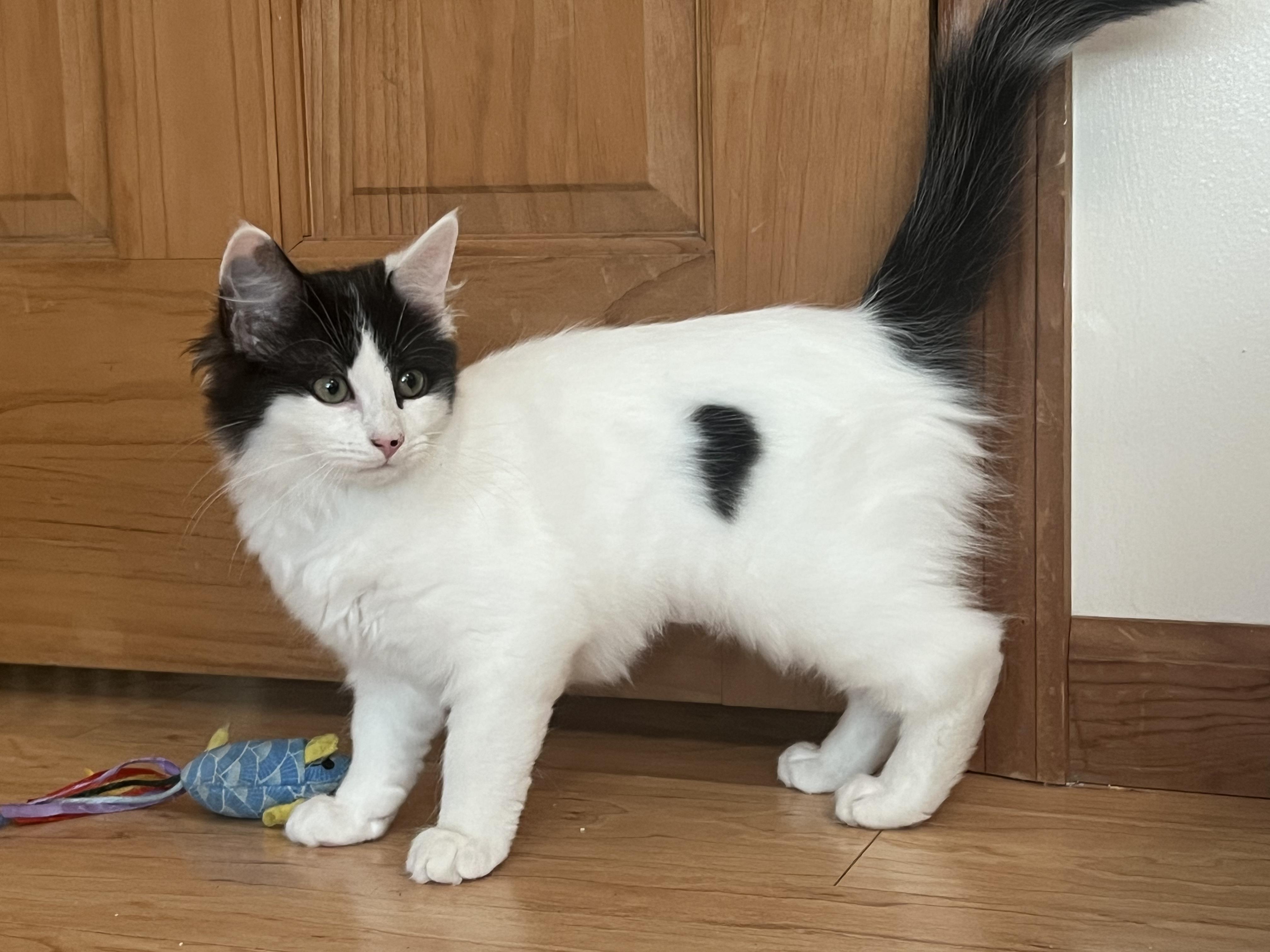 Enlarge Alphie and Glinda, a ADOPTABLE mixed breed in Schenectady, NY image 4/5