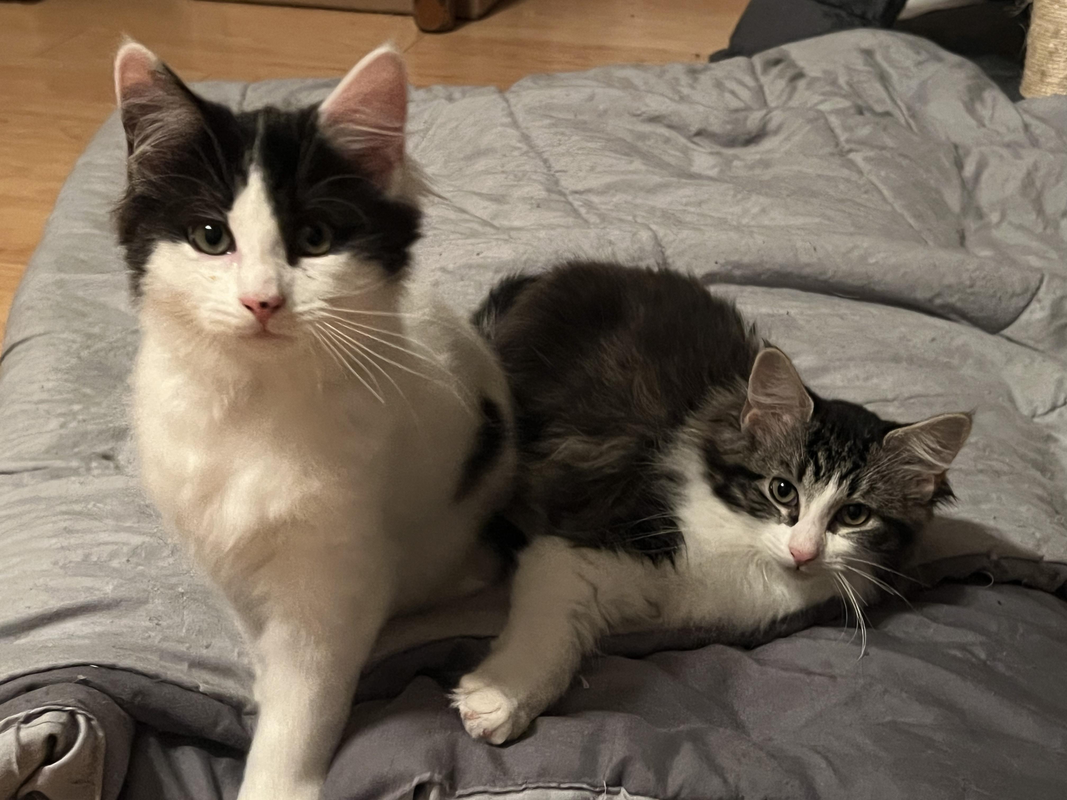 Enlarge Alphie and Glinda, a ADOPTABLE mixed breed in Schenectady, NY image 5/5