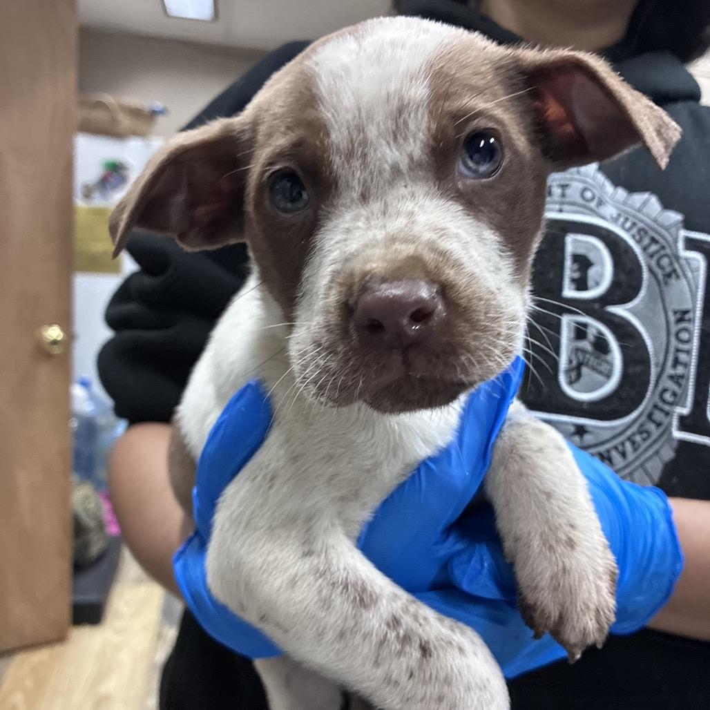 Enlarge Mike Reader, a Adoptable Mixed Breed in Hattiesburg, MS image 1/2