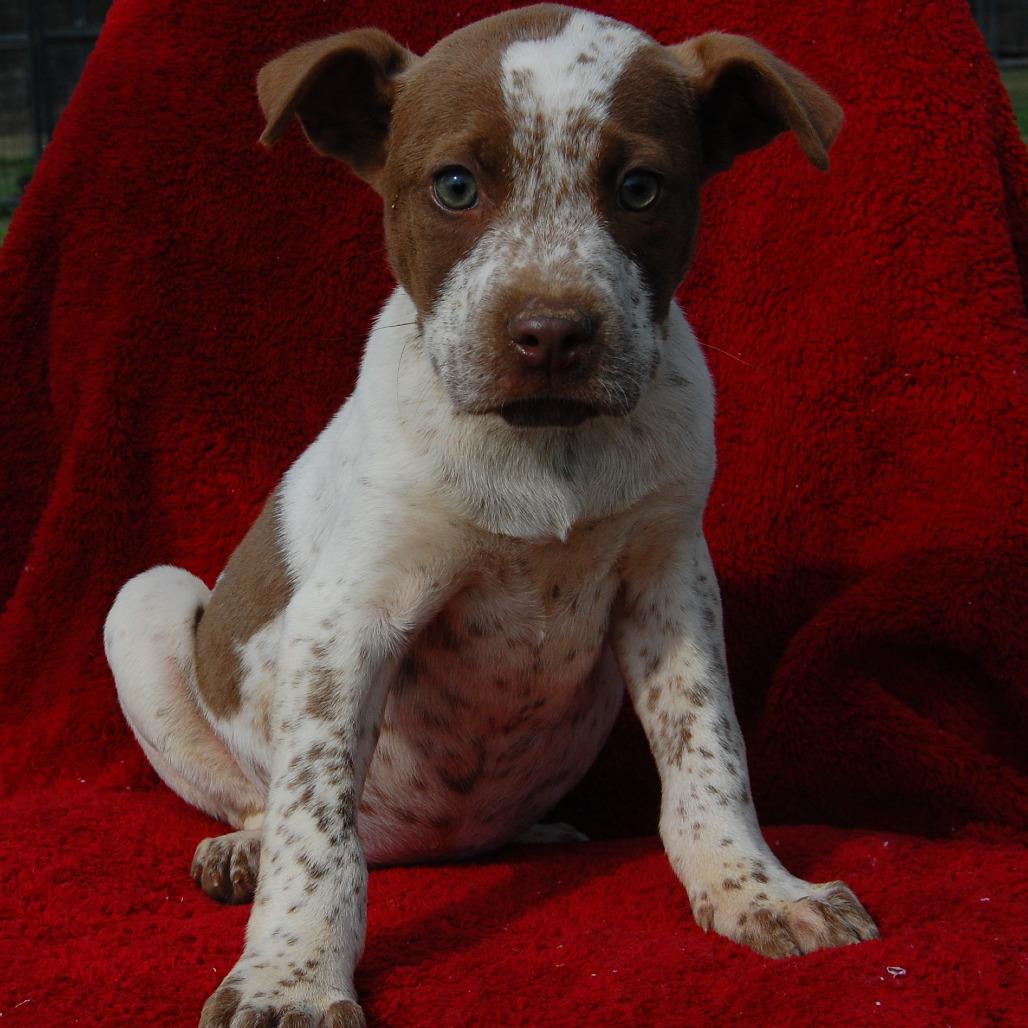 Enlarge Mike Reader, a Adoptable Mixed Breed in Hattiesburg, MS image 2/2