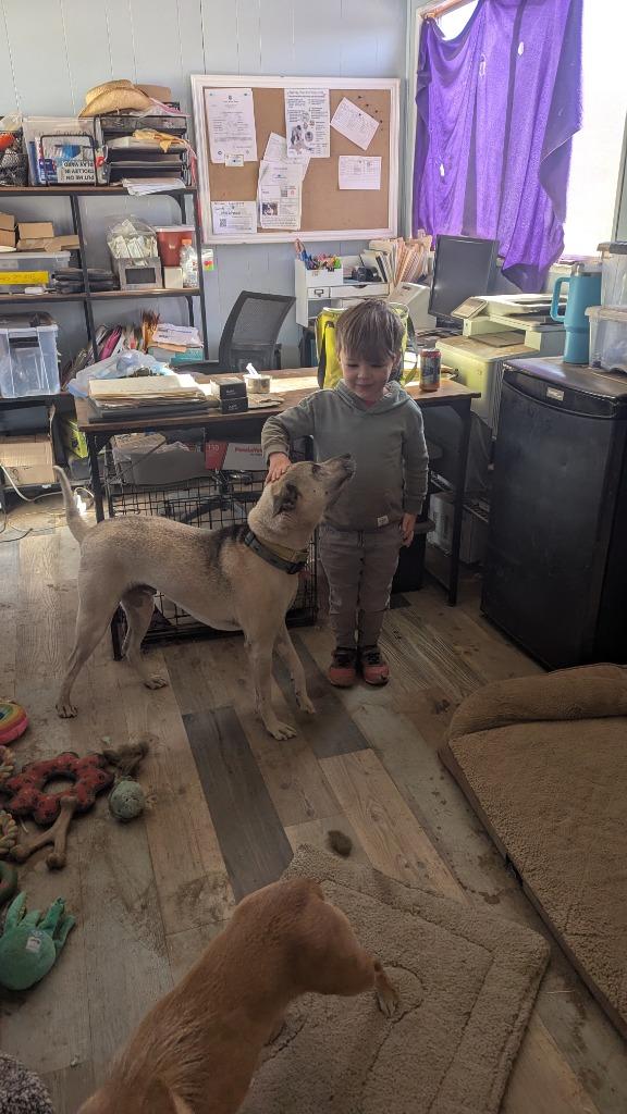 Enlarge Danillo (Soi Dog), a Adoptable mixed breed in San Diego, CA image 2/6