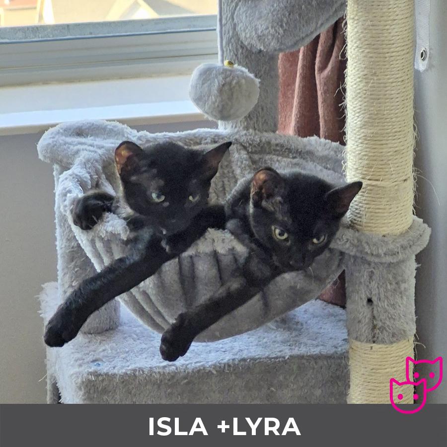 Enlarge Lyra (bonded with Isla), a Adoptable Domestic Short Hair in Etobicoke, ON image 5/6