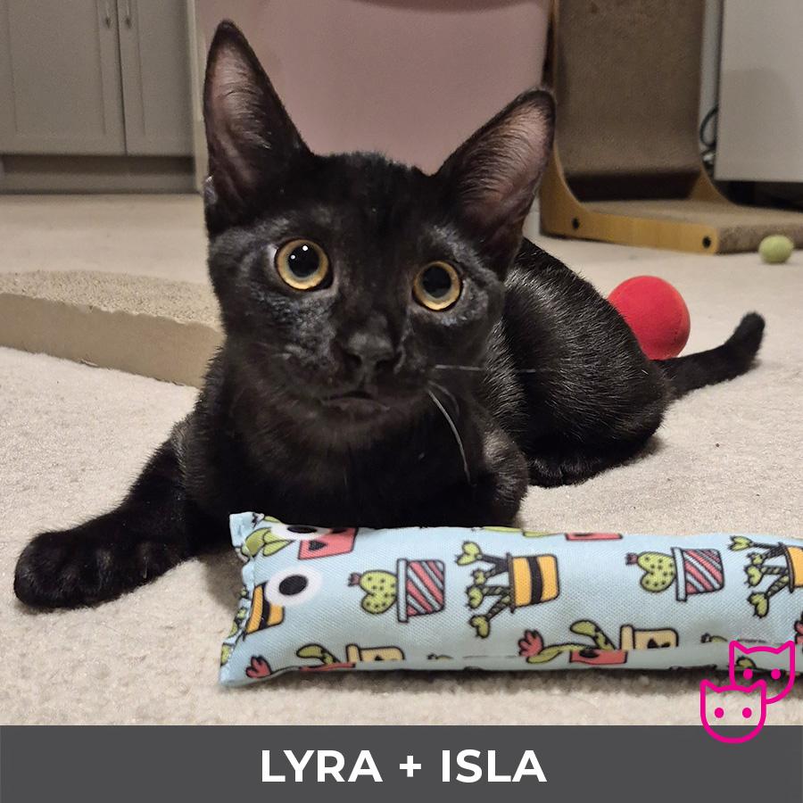 Enlarge Lyra (bonded with Isla), a Adoptable Domestic Short Hair in Etobicoke, ON image 1/6
