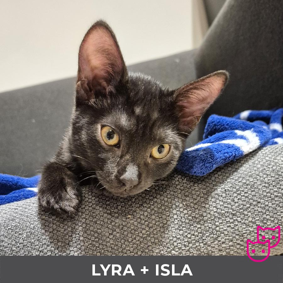 Lyra (bonded with Isla)