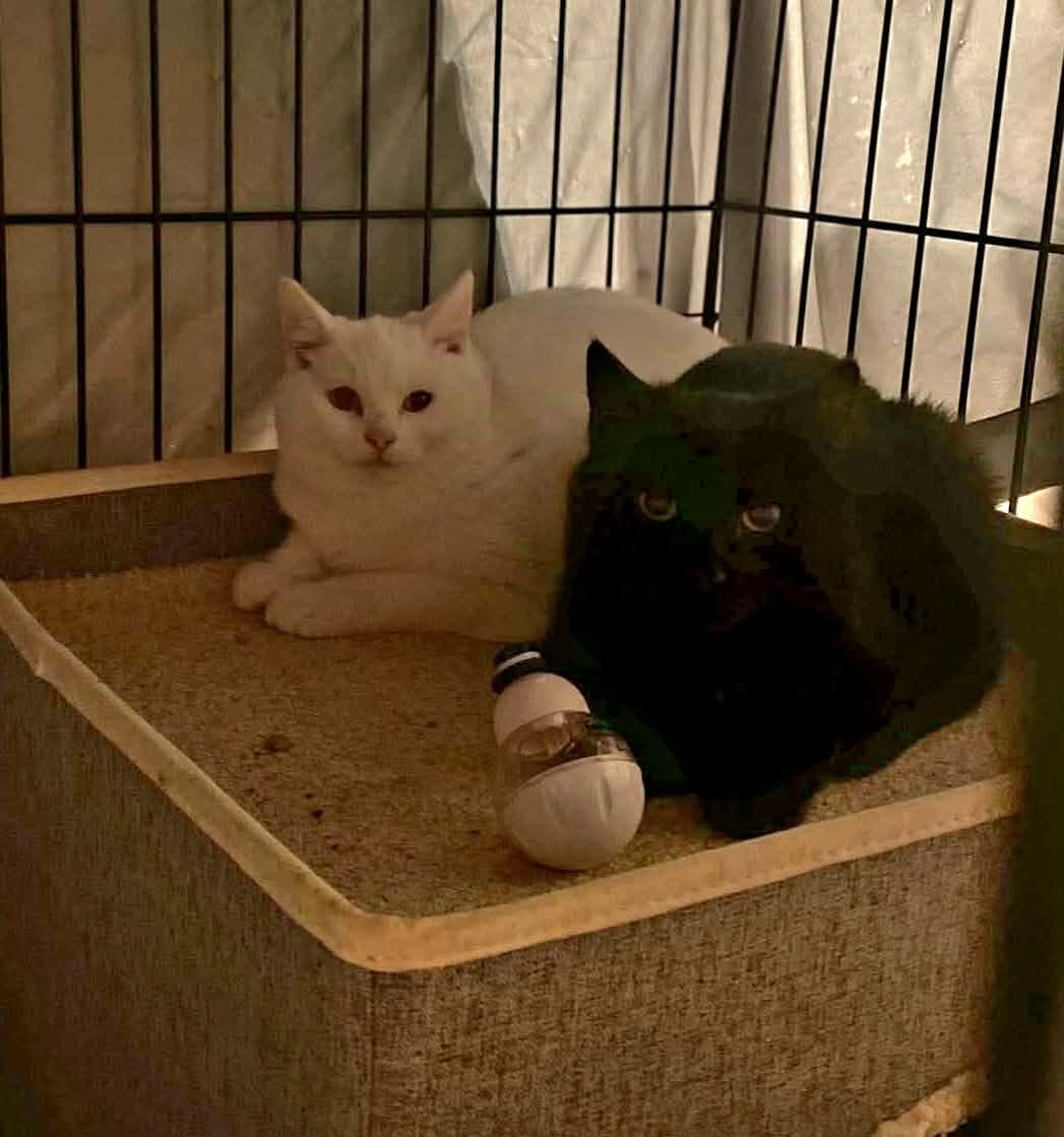 Enlarge Winter (and Tornado), a ADOPTABLE Domestic Short Hair in Keansburg, NJ image 2/5