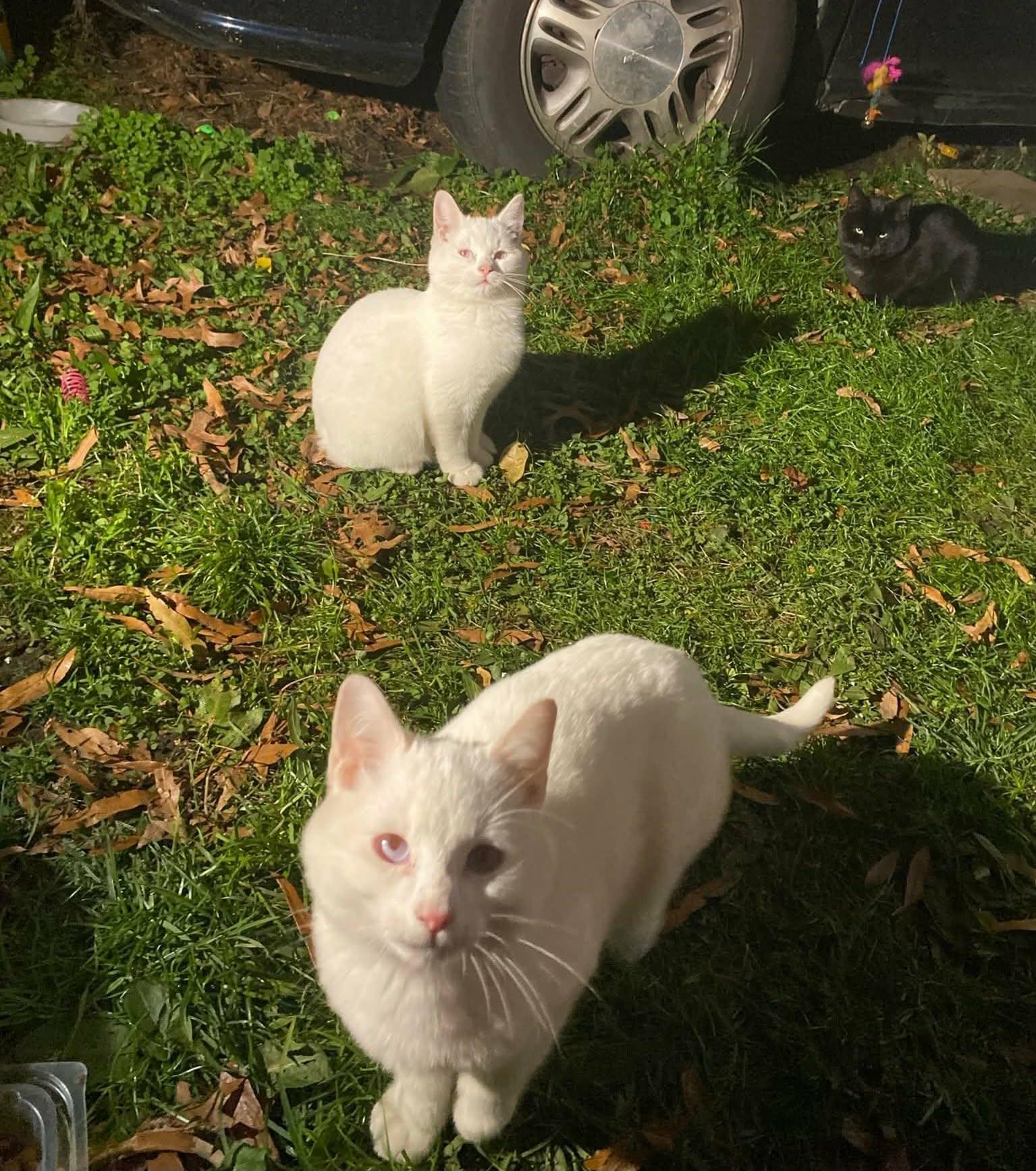 Enlarge Winter (and Tornado), a ADOPTABLE Domestic Short Hair in Keansburg, NJ image 4/5