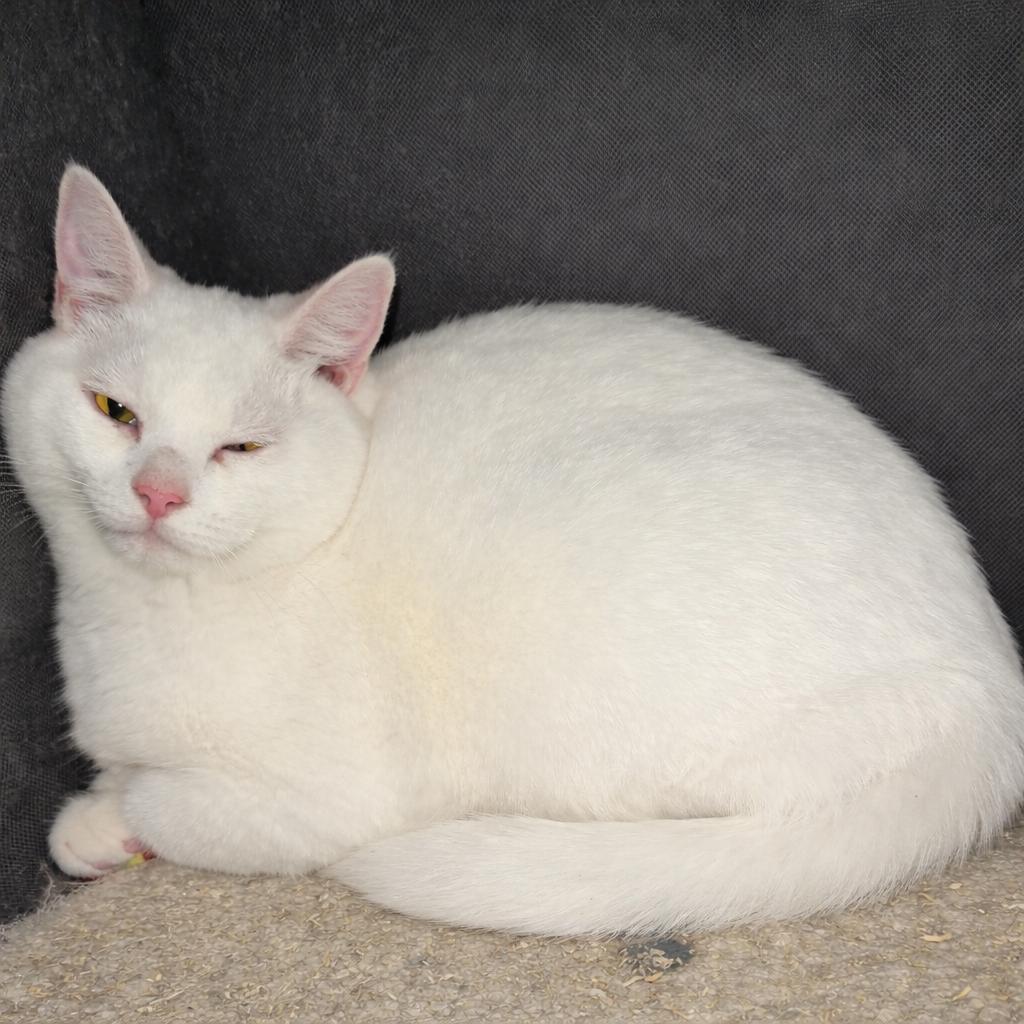 Winter (and Tornado), ADOPTABLE, Kitten Female Domestic Short Hair.