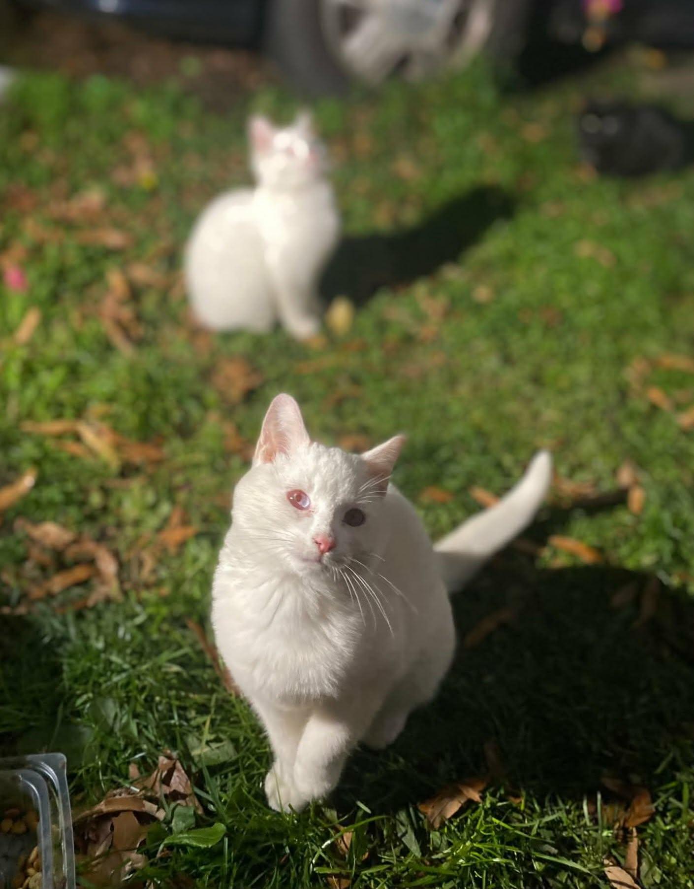 Enlarge Winter (and Tornado), a ADOPTABLE Domestic Short Hair in Keansburg, NJ image 5/5