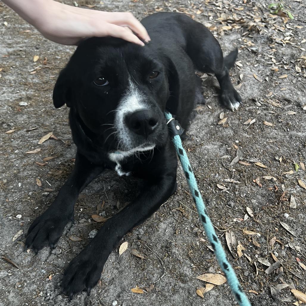 Enlarge Marie @ Foster, a Adoptable Mixed Breed in Summerville, SC image 1/3
